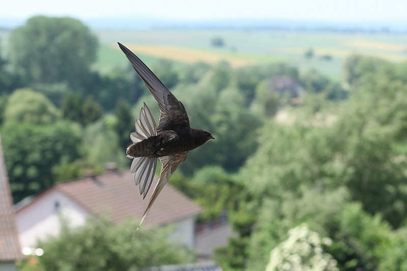 Vorbeiflug